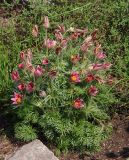 Pulsatilla vulgaris