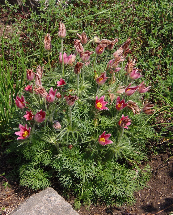 Изображение особи Pulsatilla vulgaris.