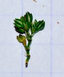 Polycarpon tetraphyllum. Соцветие. Израиль, Шарон, г. Герцлия, рудеральное местообитание. 23.05.2013.