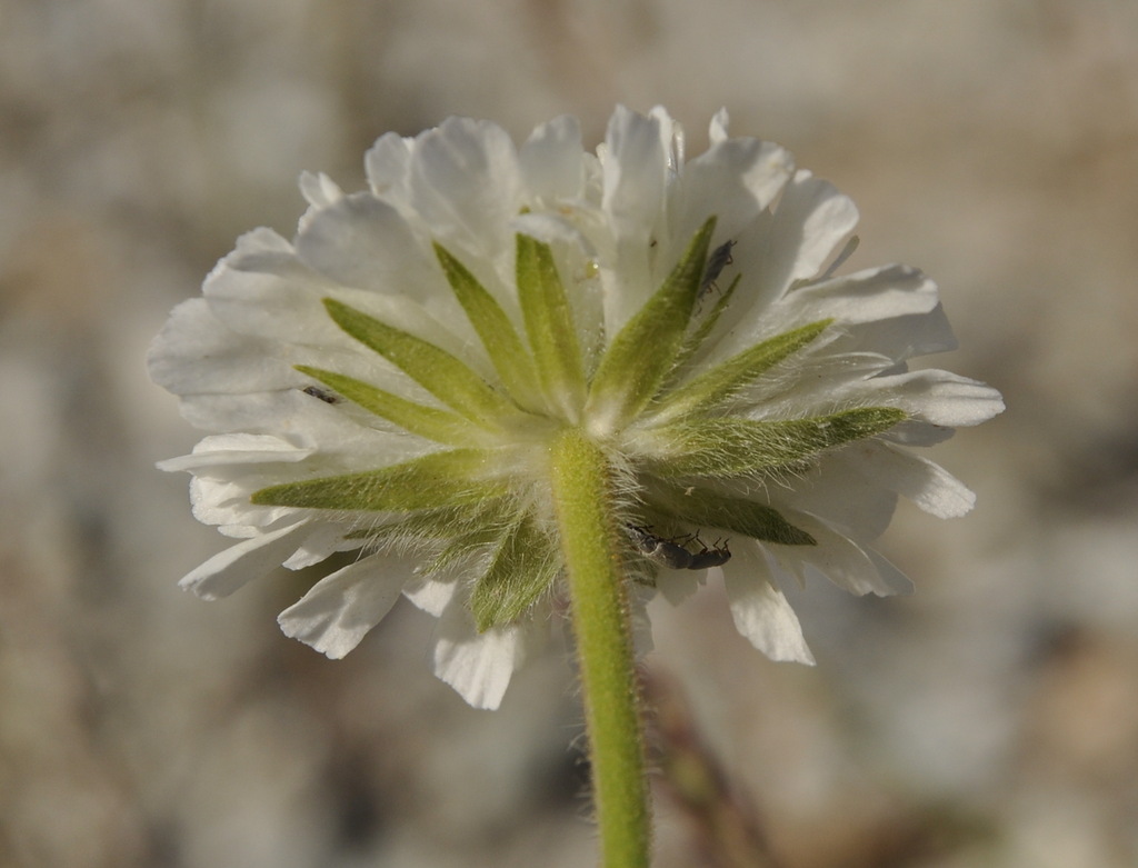 Изображение особи Knautia ambigua.