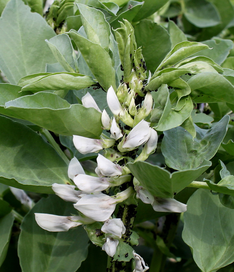 Image of Vicia faba specimen.