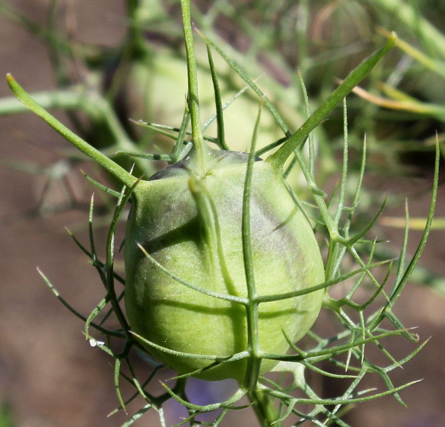 Image of Nigella damascena specimen.