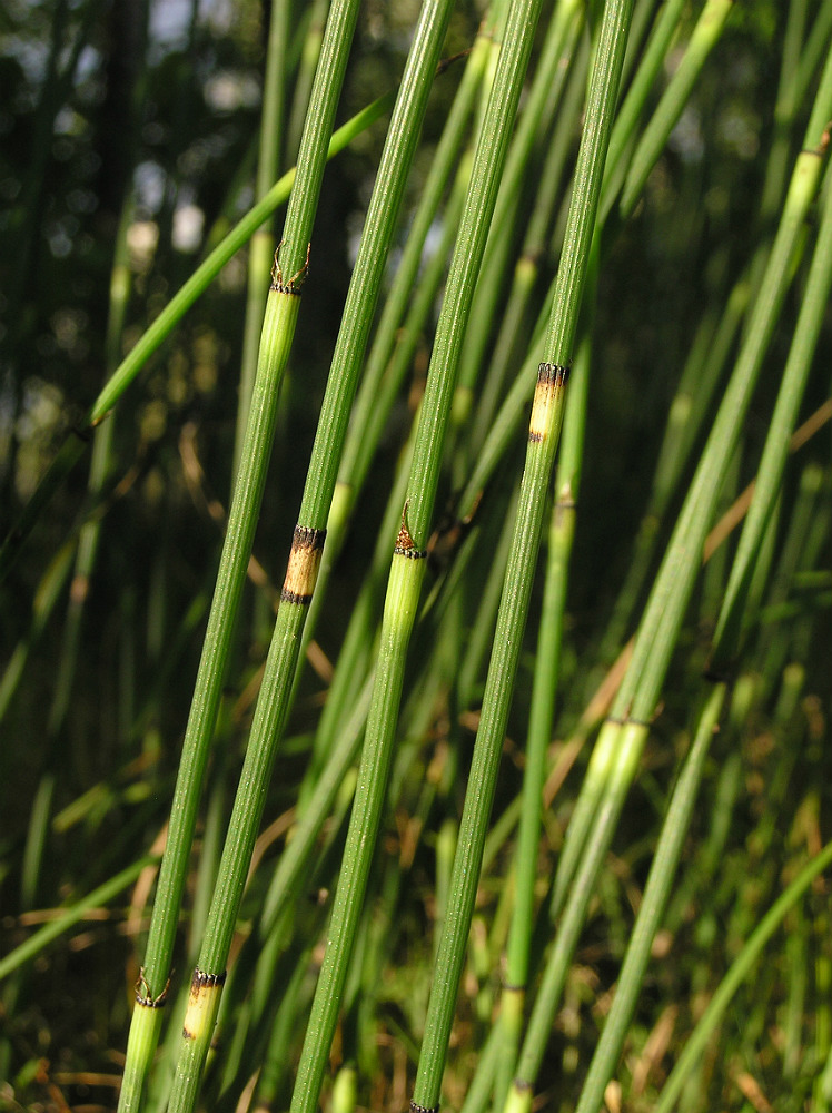 Image of Equisetum &times; moorei specimen.