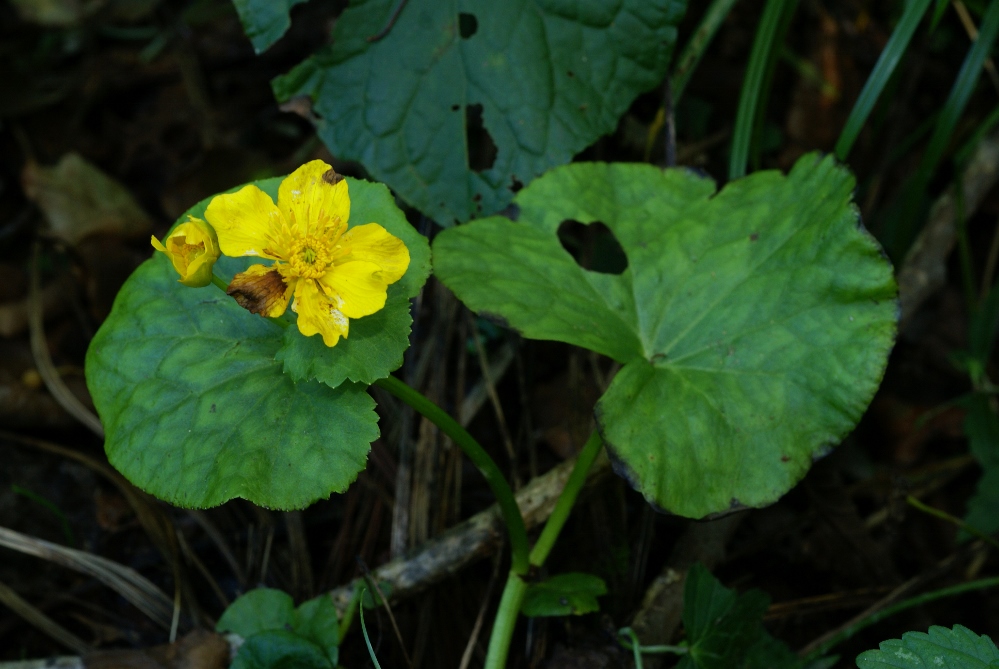 Изображение особи Caltha silvestris.