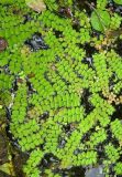 Salvinia natans