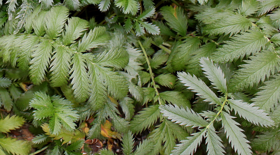 Image of Potentilla anserina specimen.