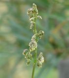 Artemisia tanacetifolia. Соцветие. Иркутская обл., пригород Иркутска, дачный участок, сорное. 12.08.2009.