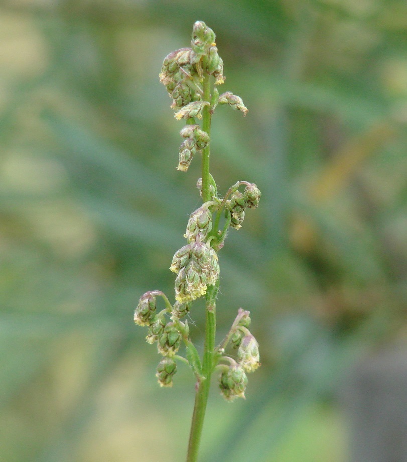 Image of Artemisia tanacetifolia specimen.