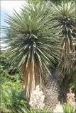 Yucca treculeana. Взрослые растения; ниже - соцветия молодых растений. Крым, Ялтинский горсовет, пос. Никита, Никитский ботанический сад, в культуре. 5 августа 2013 г.