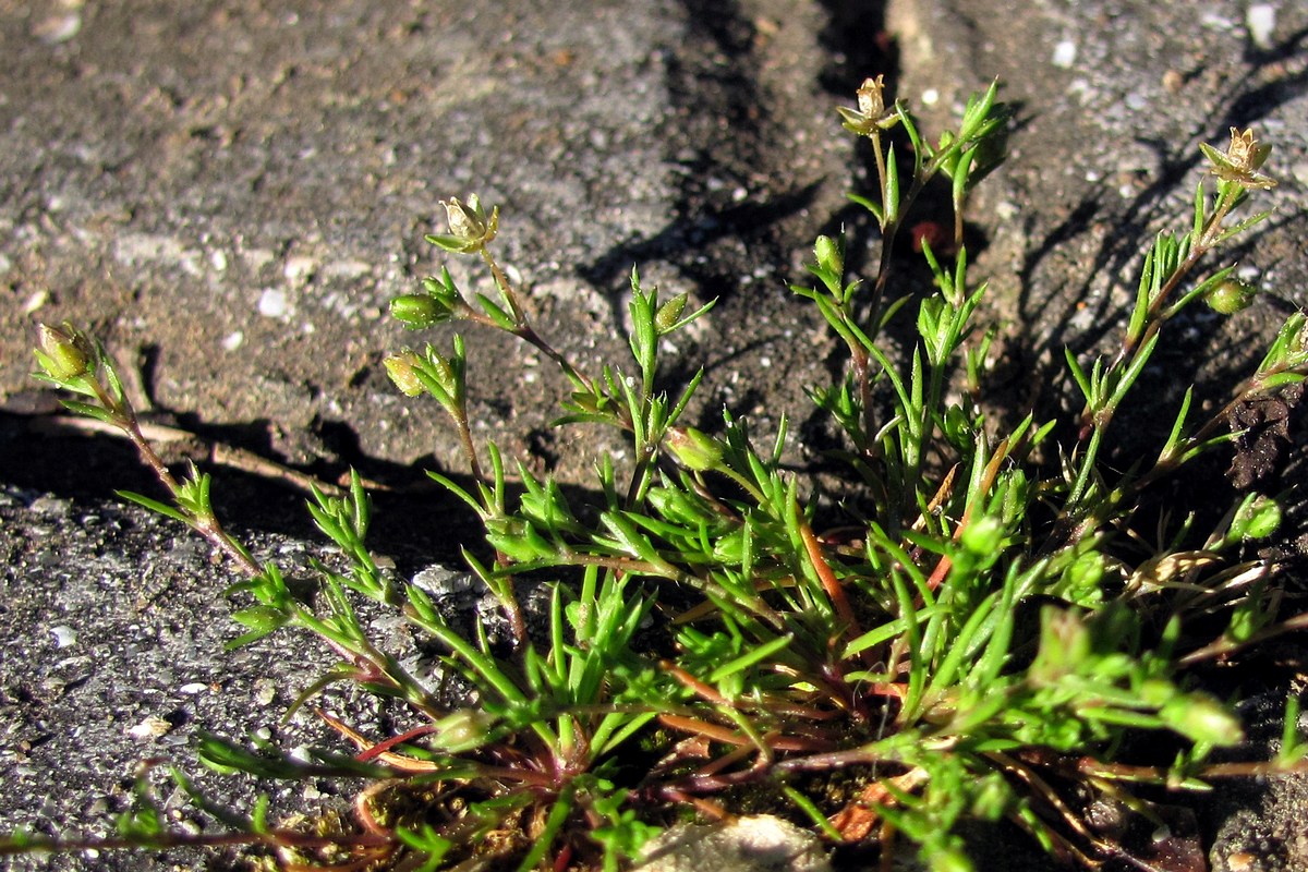 Image of Sagina apetala specimen.