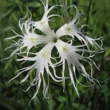 Dianthus superbus