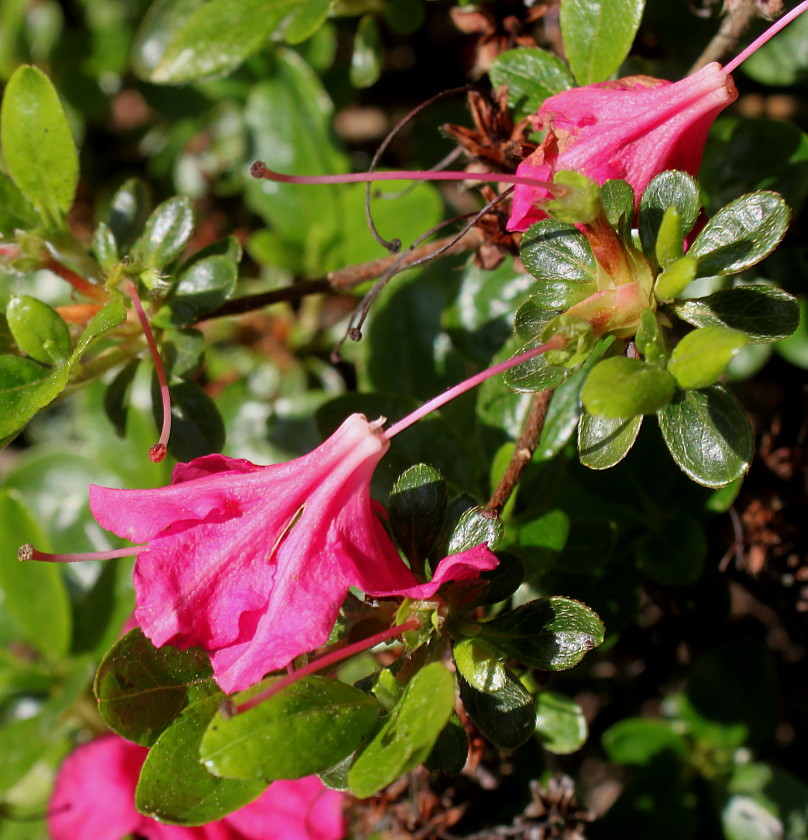 Image of Rhododendron obtusum specimen.