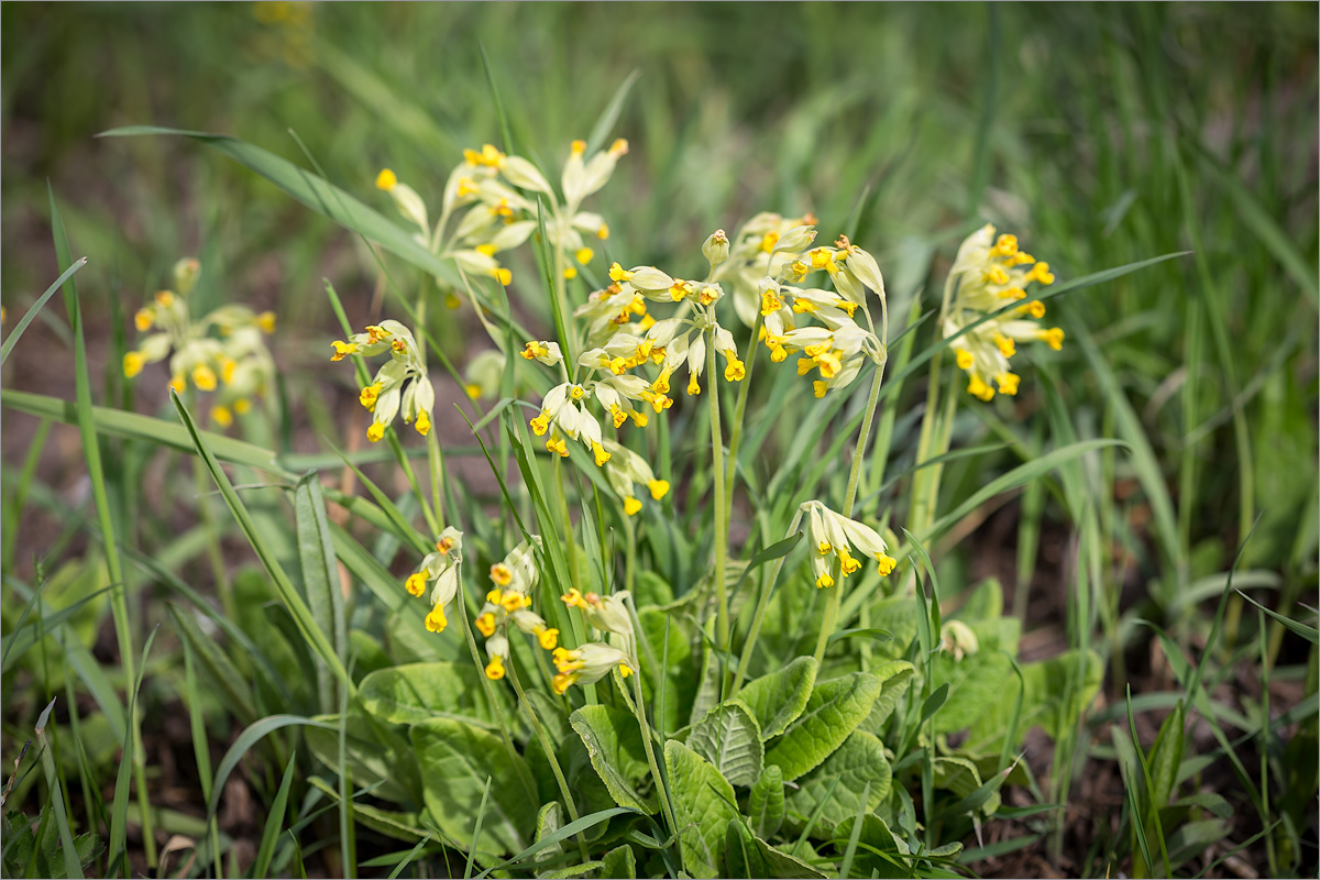 Image of Primula veris specimen.