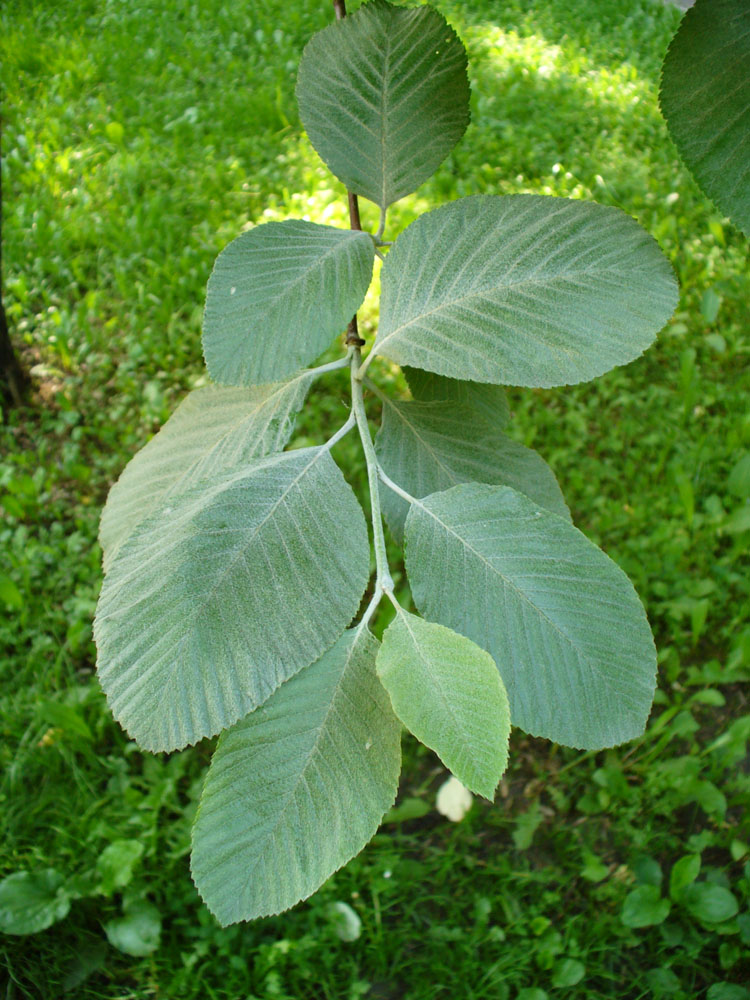 Image of genus Sorbus specimen.