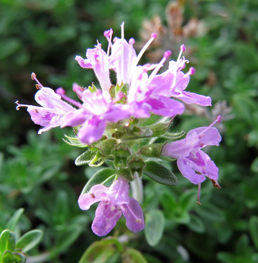 Image of Thymus jenisseensis specimen.