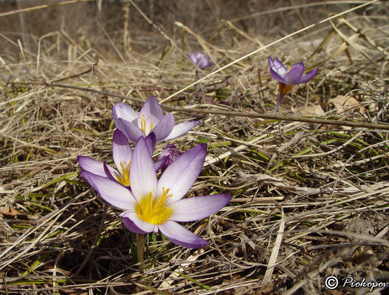 Image of Crocus tauricus specimen.