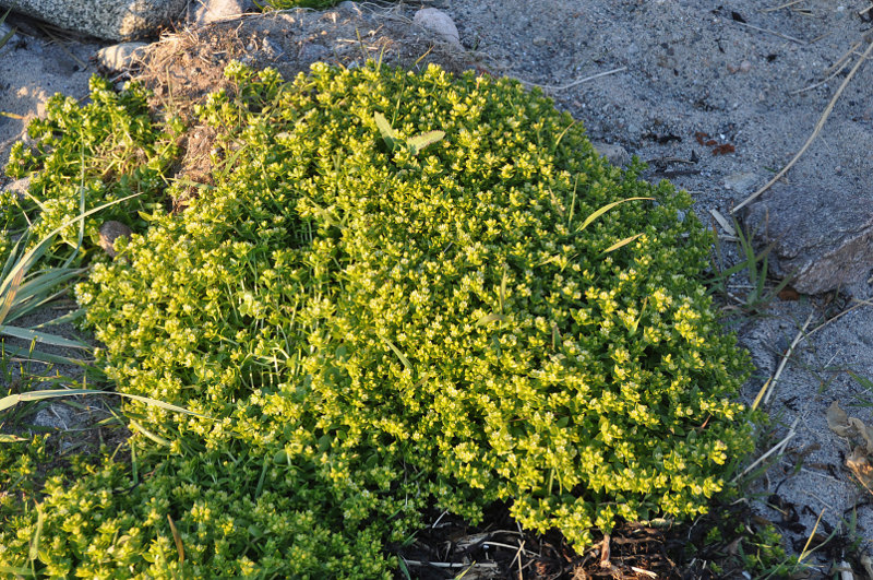 Image of Honckenya peploides ssp. diffusa specimen.