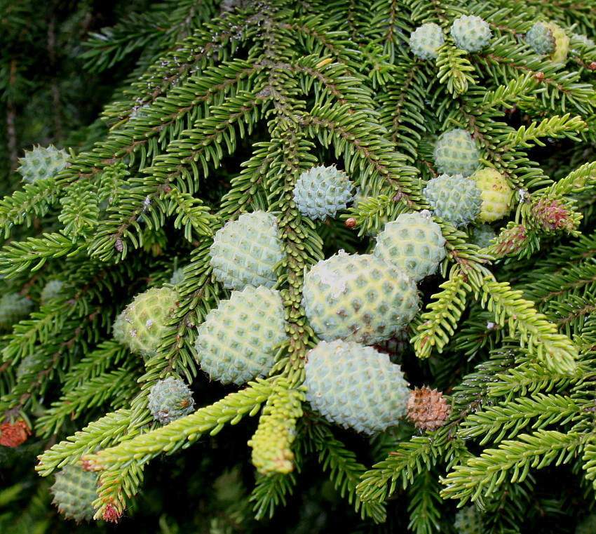 Изображение особи Picea orientalis.