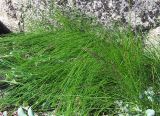 genus Festuca. Цветущее растение на супралиторали. Кольский п-ов, Восточный Мурман, губа Ярнышная. 21.07.2009.