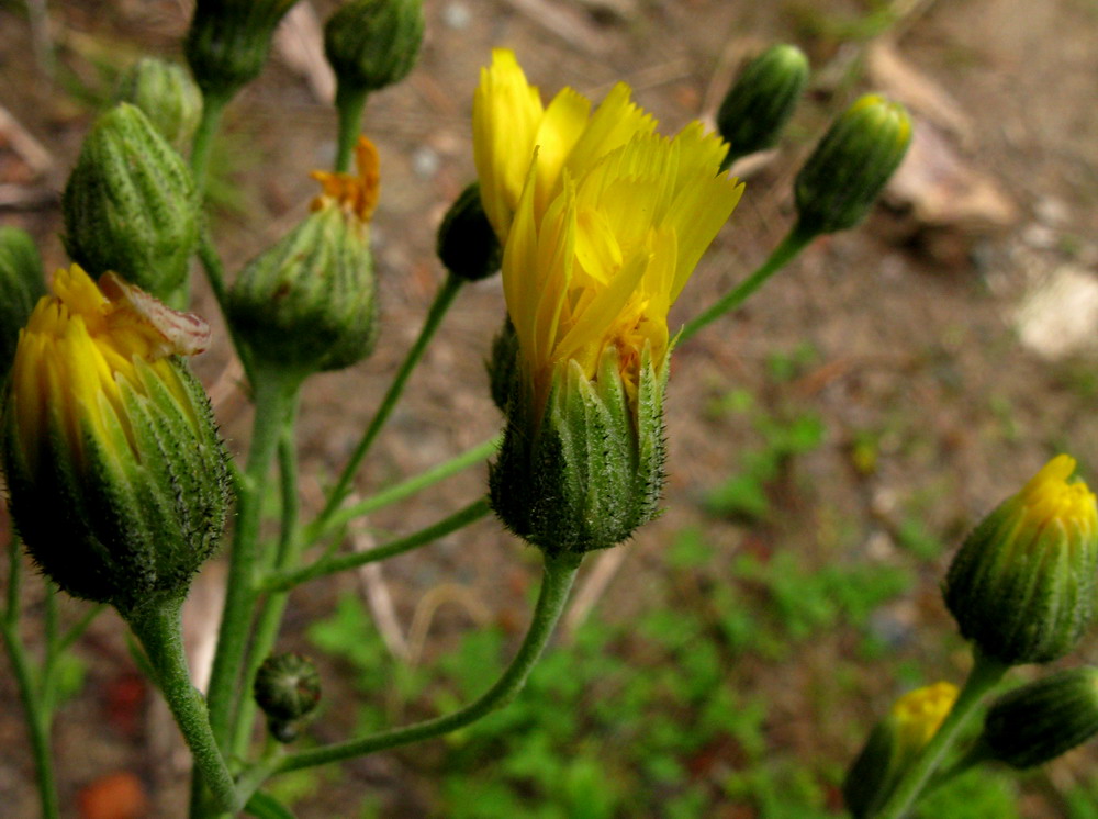 Изображение особи Hieracium veresczaginii.