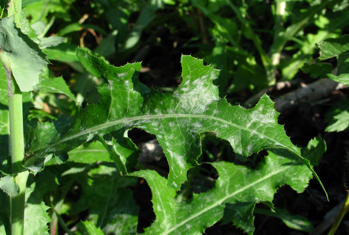 Image of Sonchus arvensis specimen.