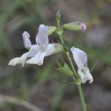 Stachys angustifolia