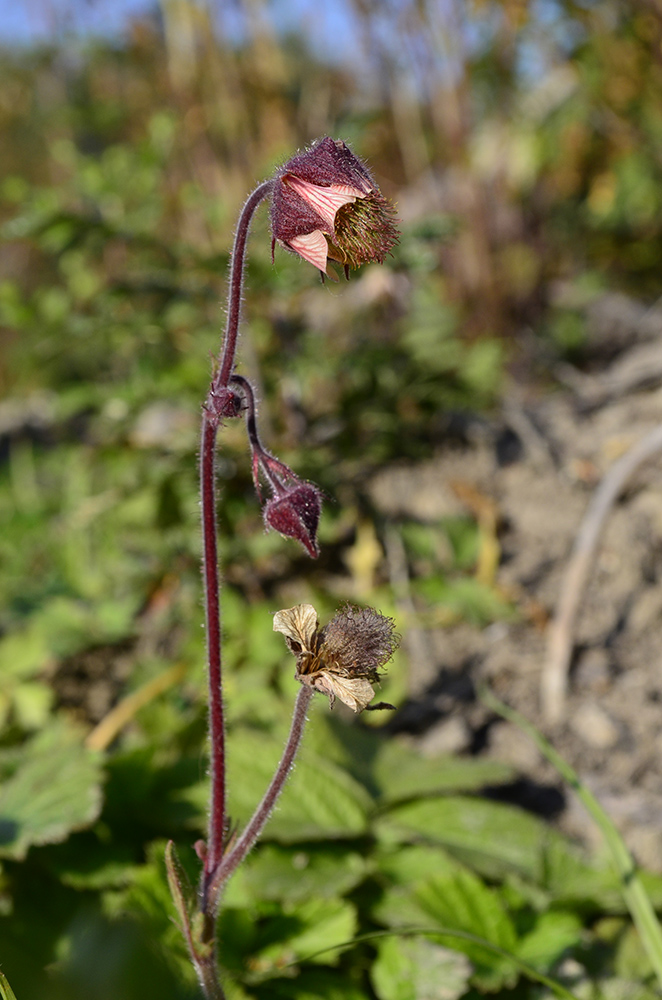 Image of Geum rivale specimen.