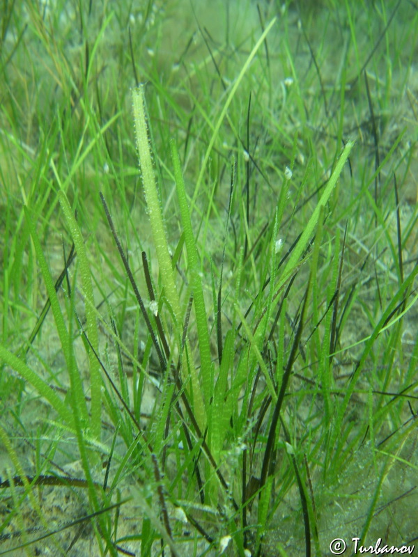 Image of Zostera marina specimen.