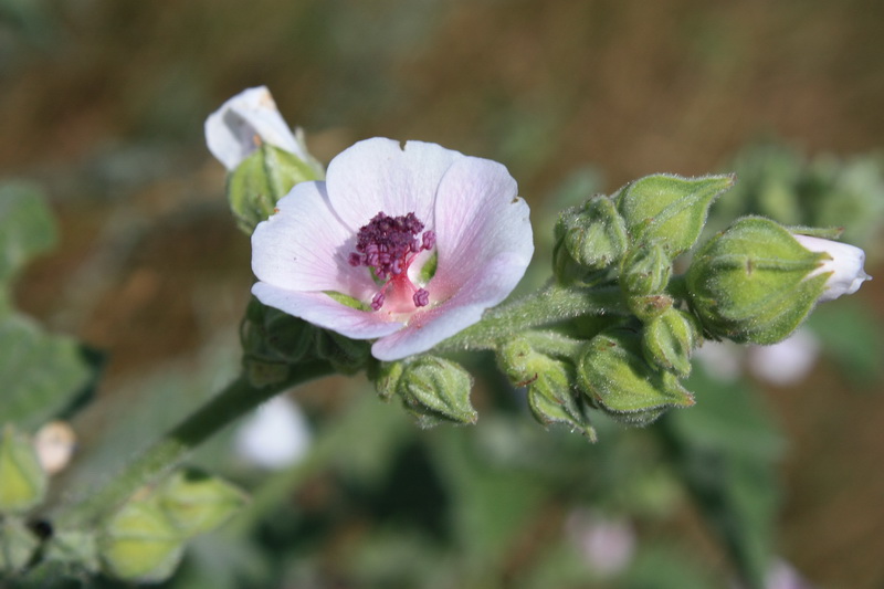 Изображение особи Althaea officinalis.