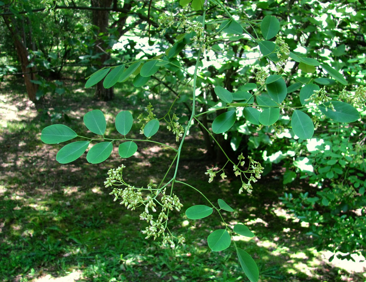 Image of Dalbergia hupeana specimen.