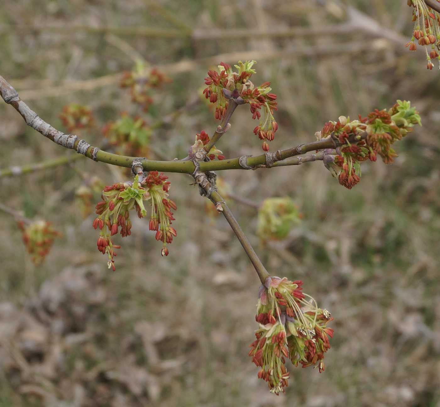 Image of Acer negundo specimen.