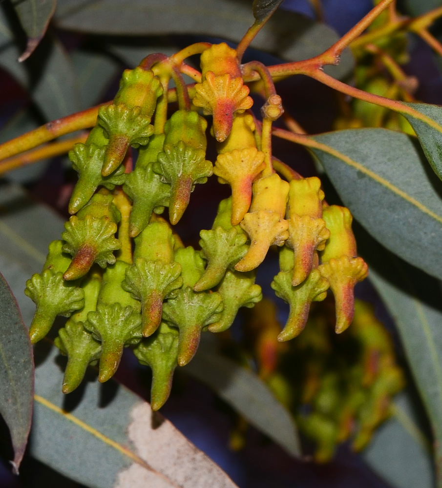 Image of Eucalyptus torquata specimen.