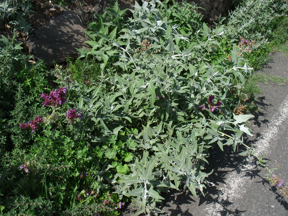 Image of Salvia canariensis specimen.