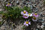 familia Asteraceae