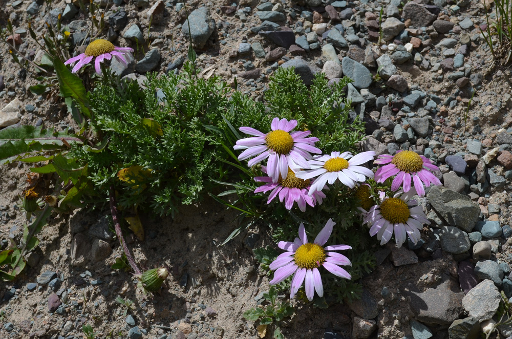 Image of familia Asteraceae specimen.