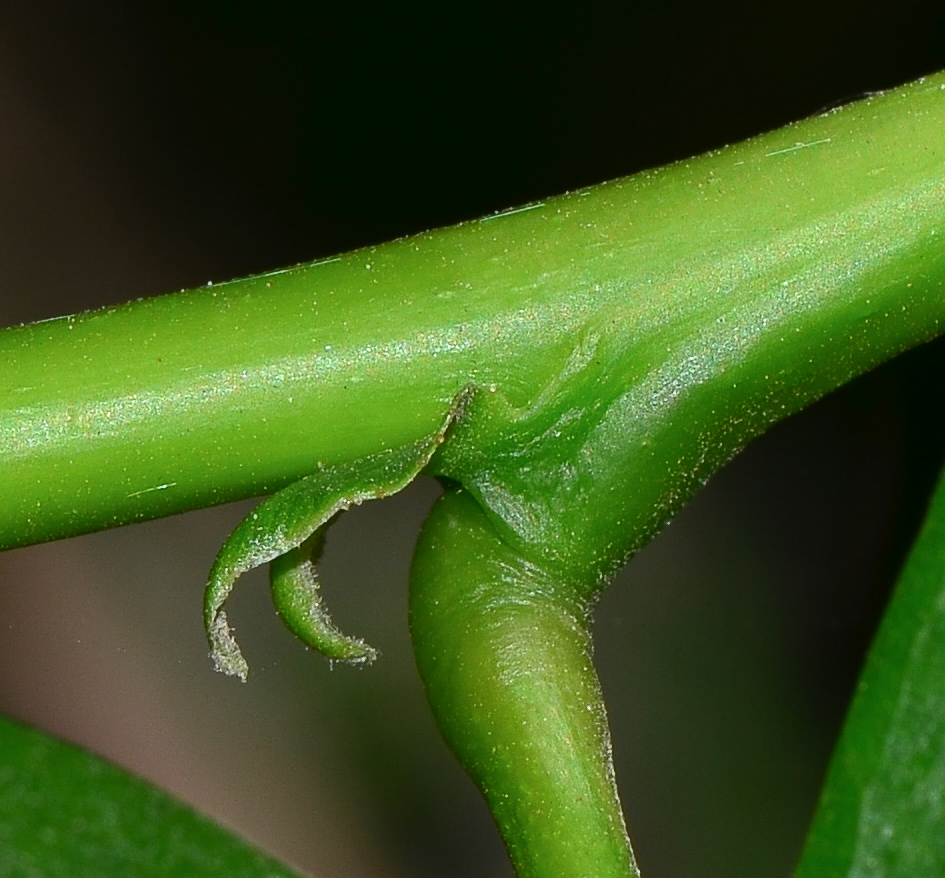 Image of Schotia latifolia specimen.