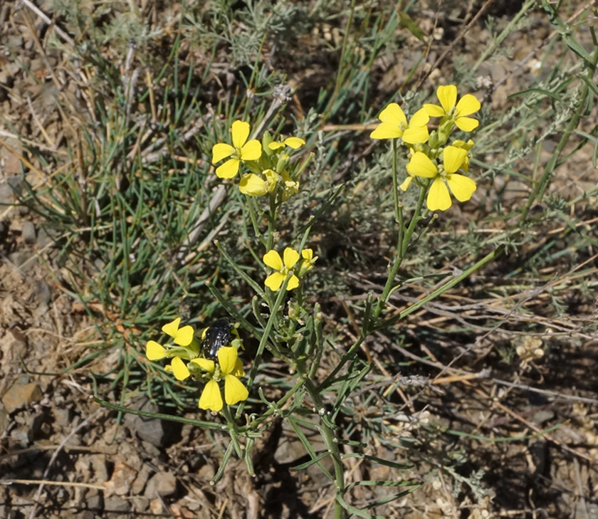 Изображение особи Erysimum canescens.