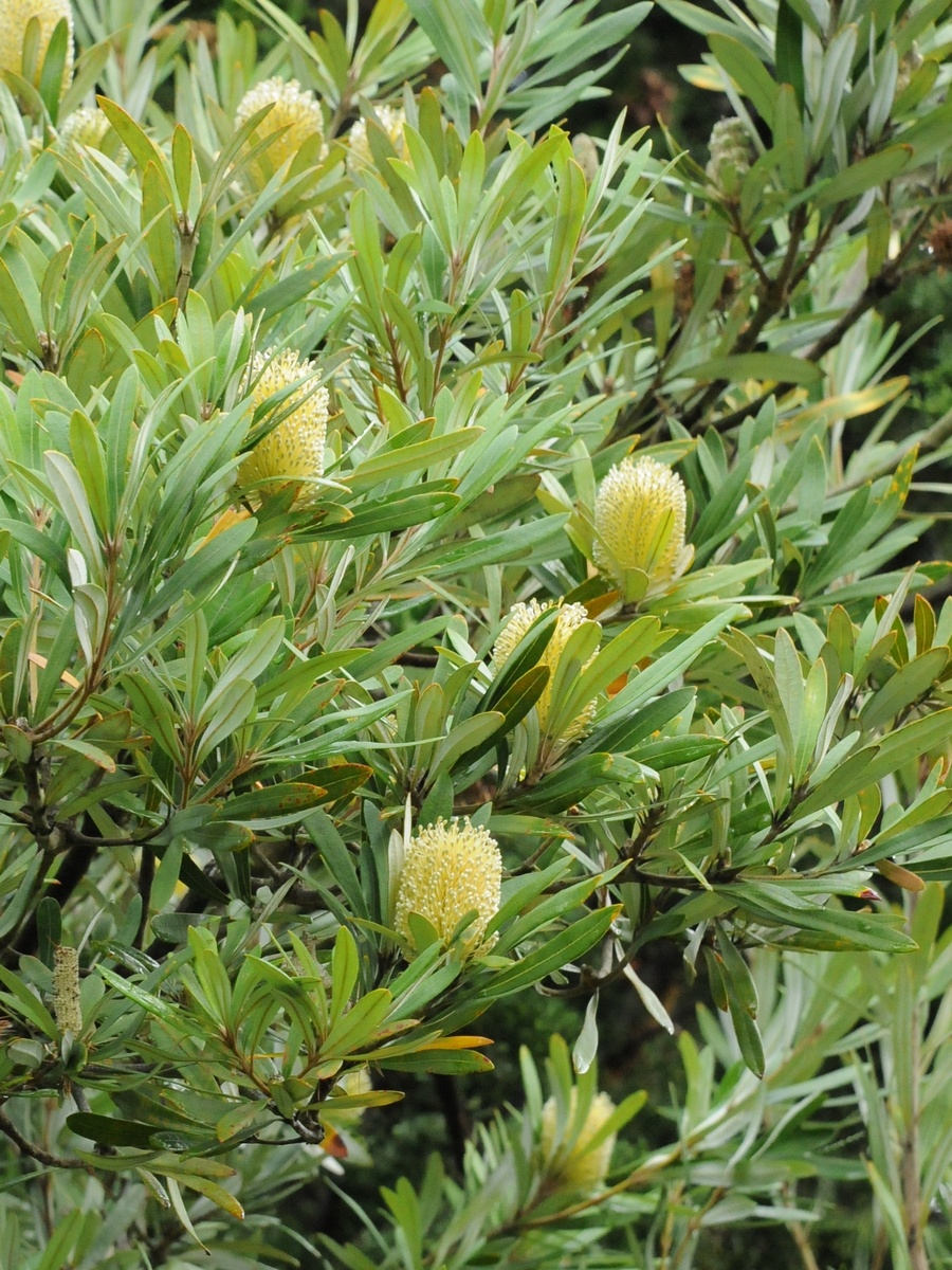 Изображение особи Banksia integrifolia.