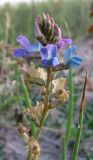 Oxytropis glabra. Верхушка соцветия. Алтайский край, Родинский р-н, между cc. Тизек и Разумовка; Центральная Кулунда, солончаковая депрессия в 1.5 км от пологого южного берега оз. Кучукское; деградированный гидроморфный однолетнесолянково-галофильнозлаковоразнотравный солончак в блюдцеобразных нишах между обионовых куртин. 18 августа 2015 г.