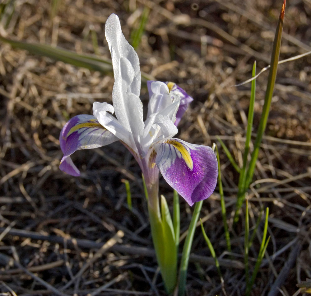 Image of Iridodictyum kolpakowskianum specimen.