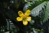 Potentilla anserina