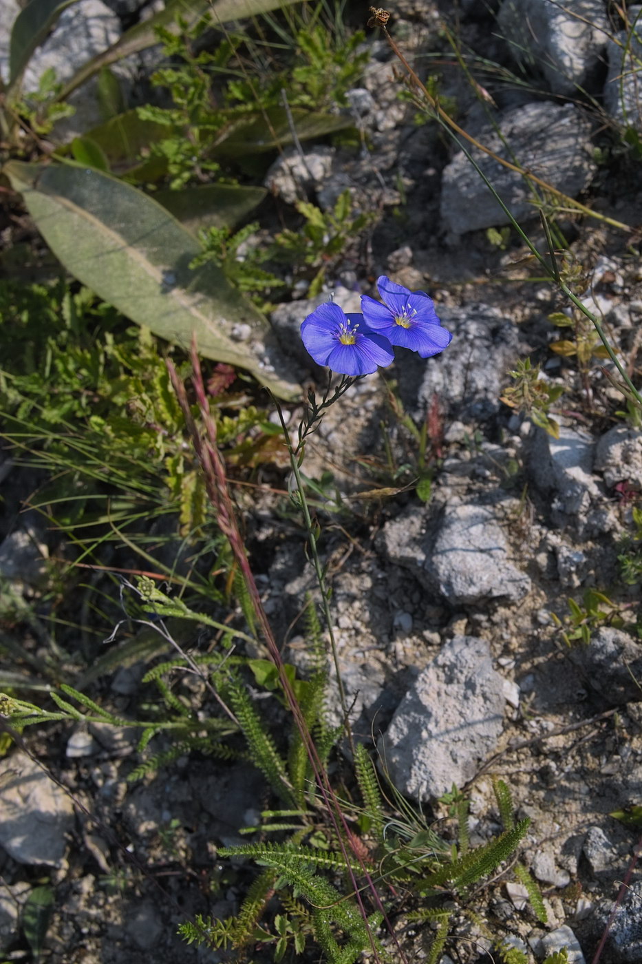 Image of genus Linum specimen.