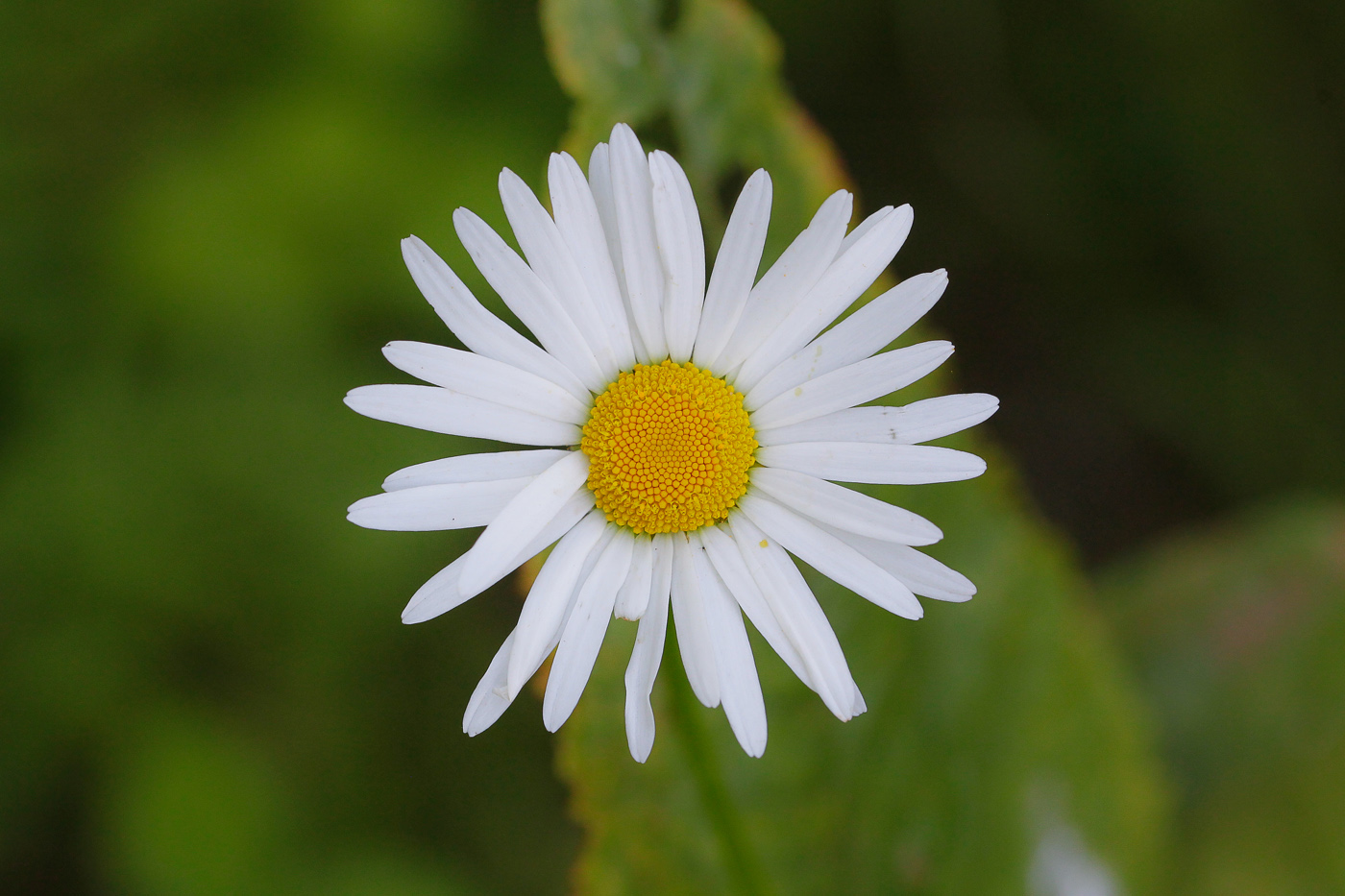 Изображение особи Leucanthemum ircutianum.