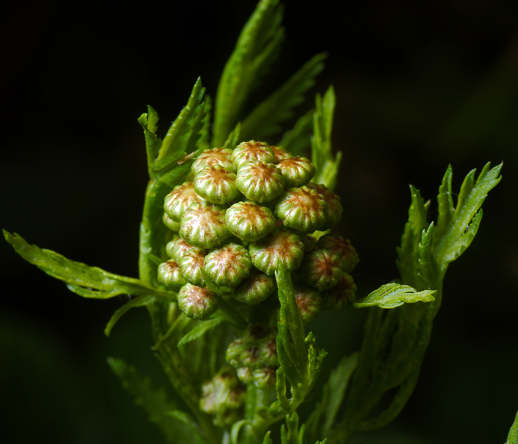 Image of Tanacetum vulgare specimen.