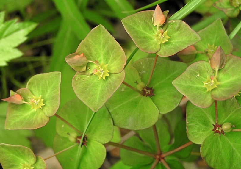 Изображение особи Euphorbia savaryi.