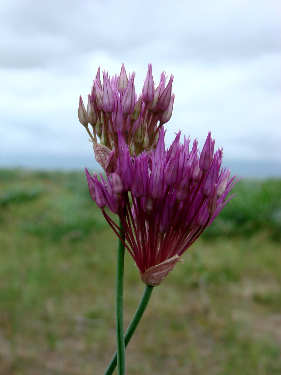 Изображение особи Allium xiphopetalum.