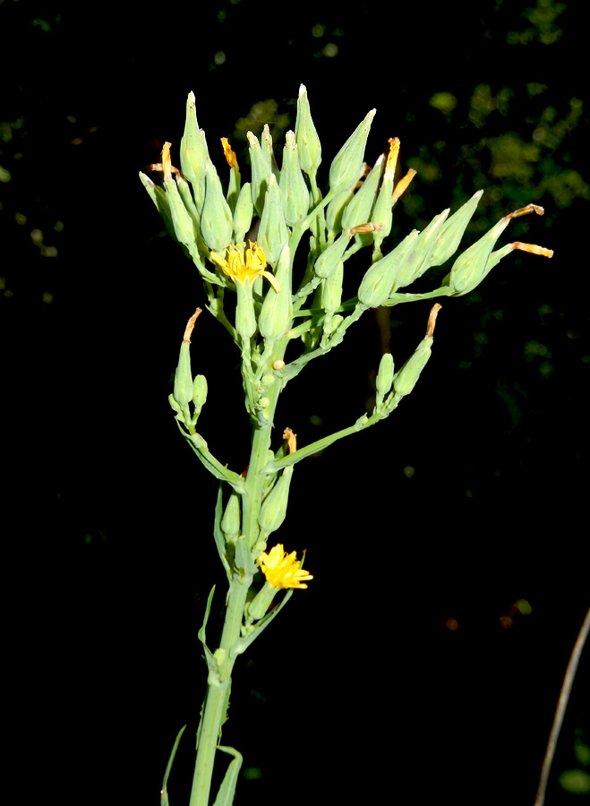 Image of Lactuca chaixii specimen.