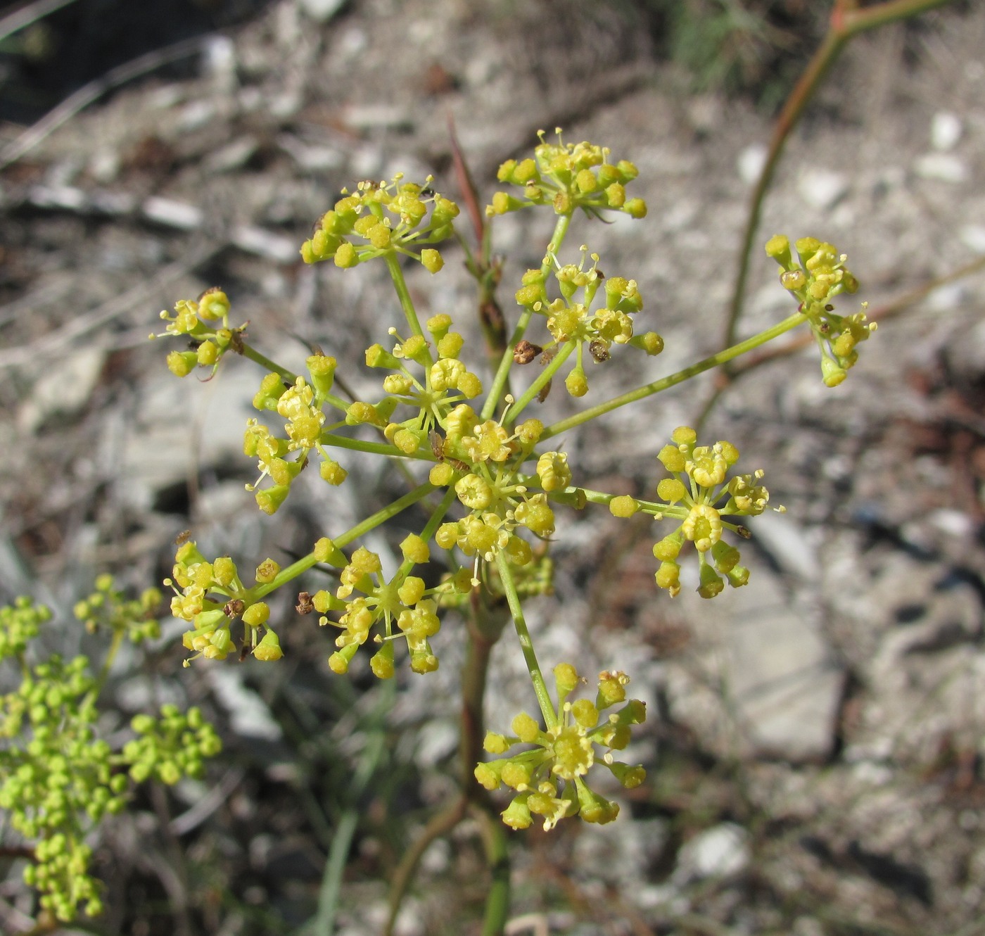 Image of Peucedanum longifolium specimen.