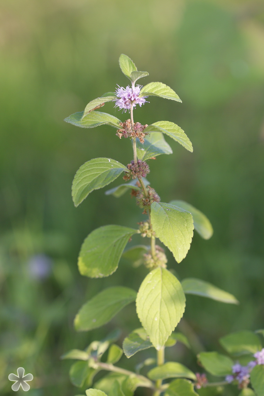 Изображение особи Mentha arvensis.