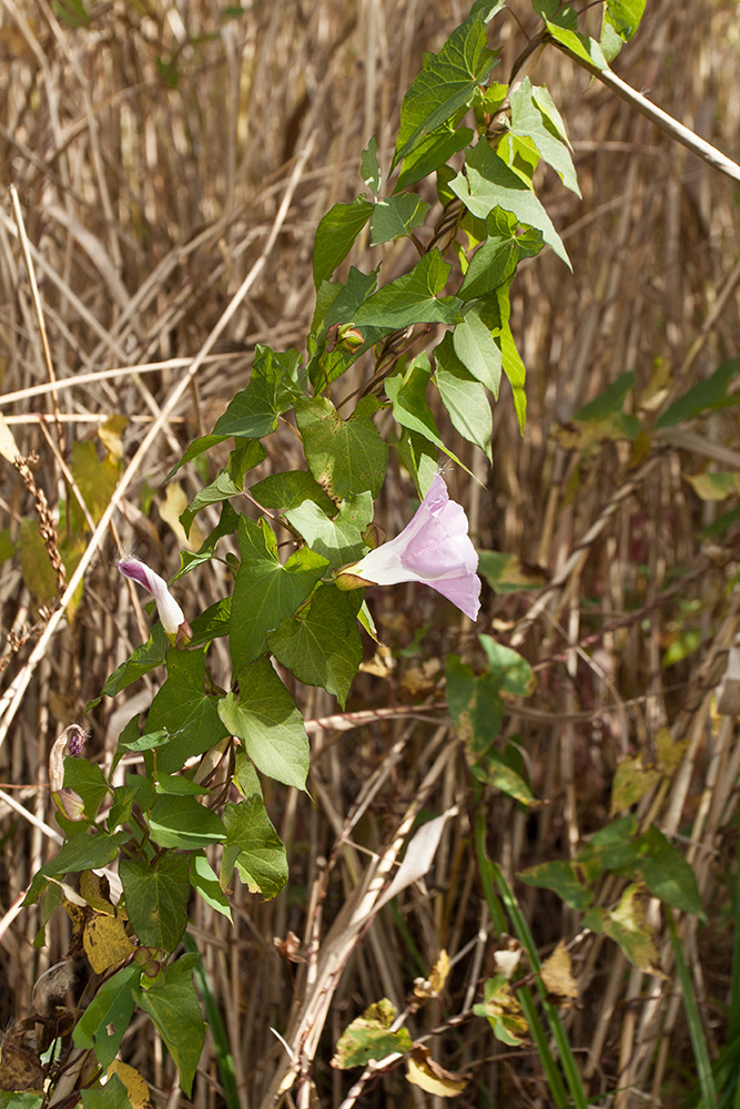 Image of Calystegia spectabilis specimen.